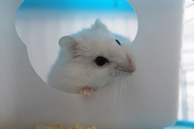 How Long Can a Hamster Go Without Water?