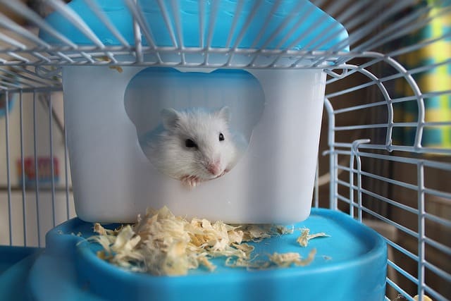 how often to clean hamster cage