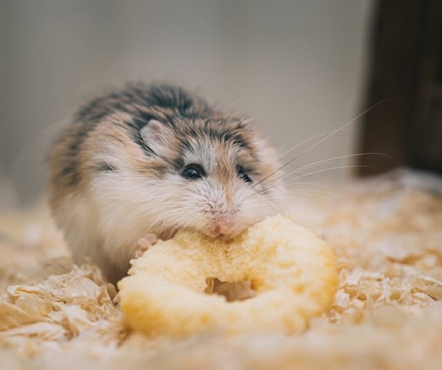 The Ultimate Guide To How Much is Hamster Food
